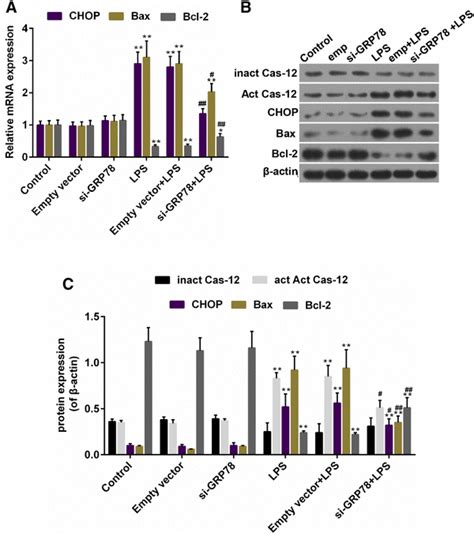 A Rt Pcr For The Expression Of Bcl 2 Bax And Chop B C Western Blot