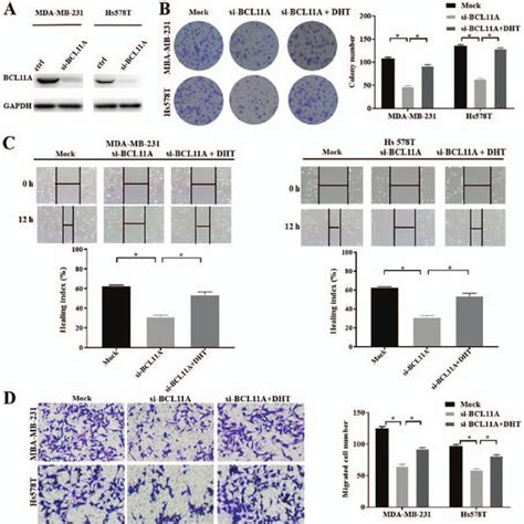 BCL11A Expression In Triple Negative Breast Cancer Tissues And Its