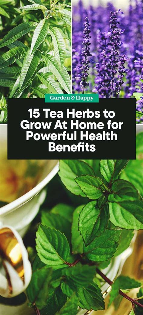 15 Tea Herbs To Grow At Home For Powerful Health Benefits Planting