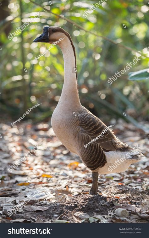 Chinese Goose Breed Domesticated Goose Descended Stock Photo 590151500