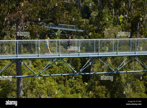 Tourists On Treetop Walk Near Hokitika West Coast South Island New