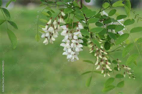 Foto De Blooms Of Robinia Pseudoacacia Commonly Known As Black Locust