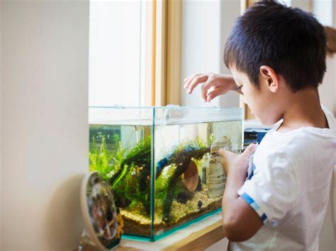 Taking Care Of Your Guppy Fish When You Travel