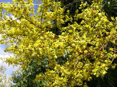 Plantfiles Pictures Koelreuteria Species China Tree Golden Rain Tree