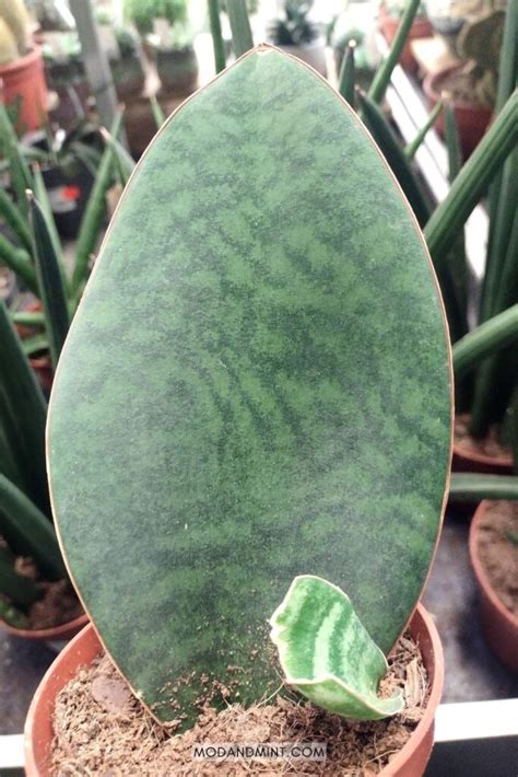 Whale Fin Snake Plant Care How To Grow Sansevieria Masoniana