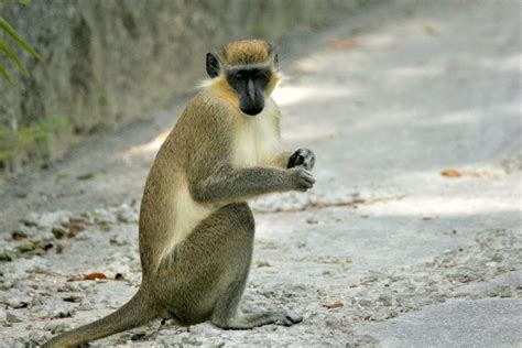 Exterminate all the green monkeys? - Barbados Today