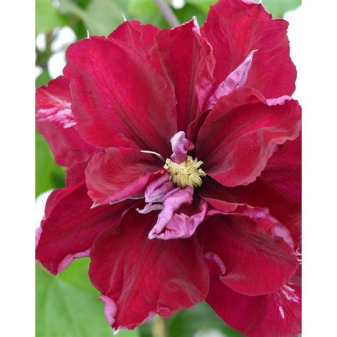 Клематис зимоустойчив с кадифено червени цветове Мазовше - Clematis ...