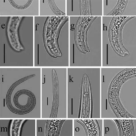 Oscheius Tipulae Lam And Webster 1971 A Female Anterior End B