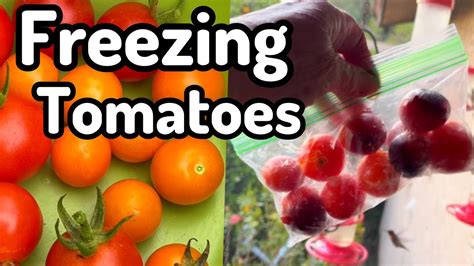 How To Freeze Tomatoes Easy Tips To Harvest From Garden Tomato Plants Tomatillos Peppers For