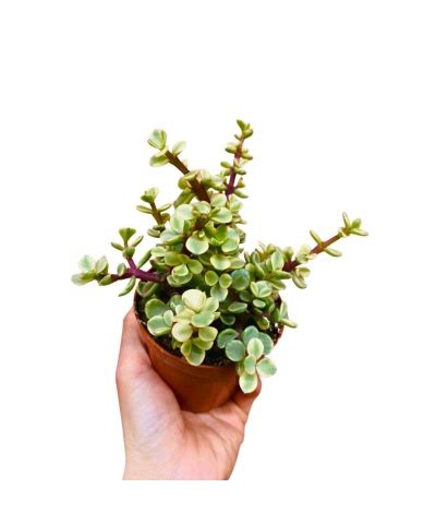 airplants.gr - Airplants, Ορχιδέες, Moss & More