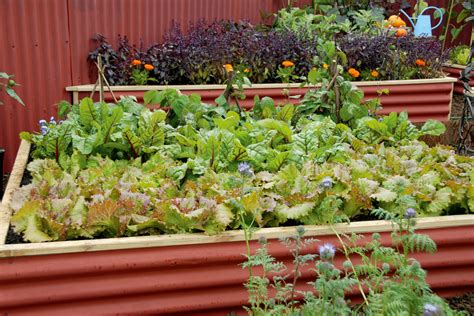 Grow Lettuce And Leafy Greens New Zealand Handyman Magazine