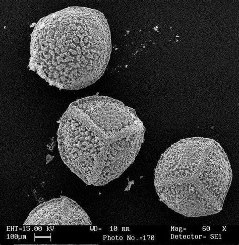 Lycopodiales of Britain and Ireland - links to images