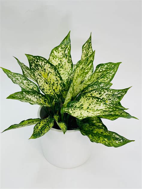 Aglaonema First Diamond 6 Sf Plants