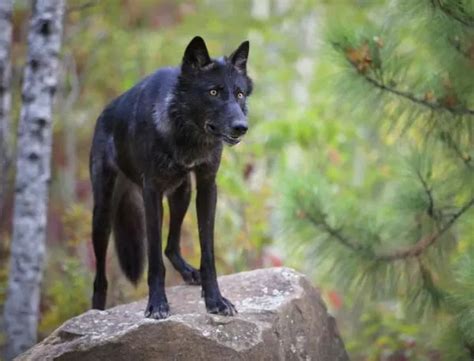 Tipos de lobos e suas características Lista completa FOTOS