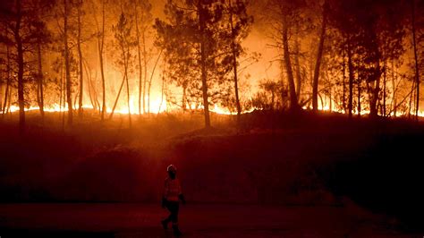 Waldbrände in Portugal Feuer zerstören 3000 Hektar Vegetation