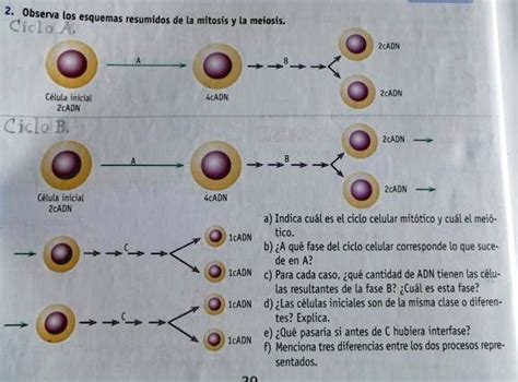 Solved Observa Los Esquemas Resumidos De La Mitosis Y Ta Meiosis A