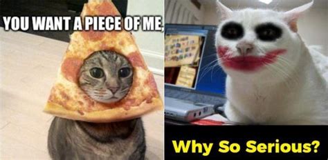 10 Funny Cat Memes That Will Make You Go Rofl Funny Cat Memes Cat Memes Best Cat Memes