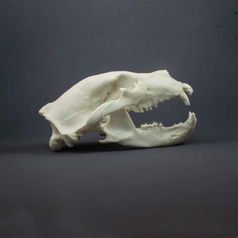 Bear Skull for sale | Only 2 left at -65%