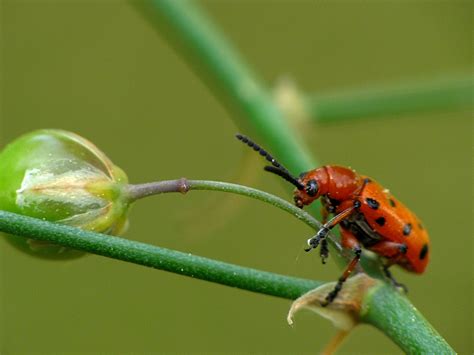 Red And Black Spotted Bug On Green Plant Stem Closeup Photography