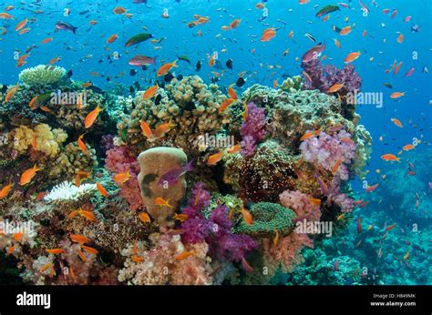 Coral Reef Showing Diversity Of Corals Fiji Stock Photo Alamy