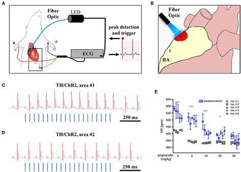 Frontiers Neurohumoral Cardiac Regulation Optogenetics Gets Into The