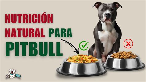 Pitbull Recetas Caseras Y Deliciosas Para Tu Pitbull Youtube