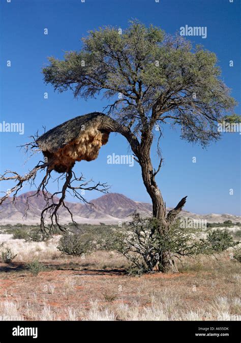 The Large Communal Nest Of Sociable Weavers Philetairus Socius In Dry