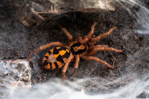 16 Spectacularly Colored Spiders That Look Like Works Of Art Rarest Org