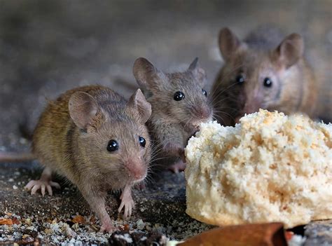 Field Mouse Droppings