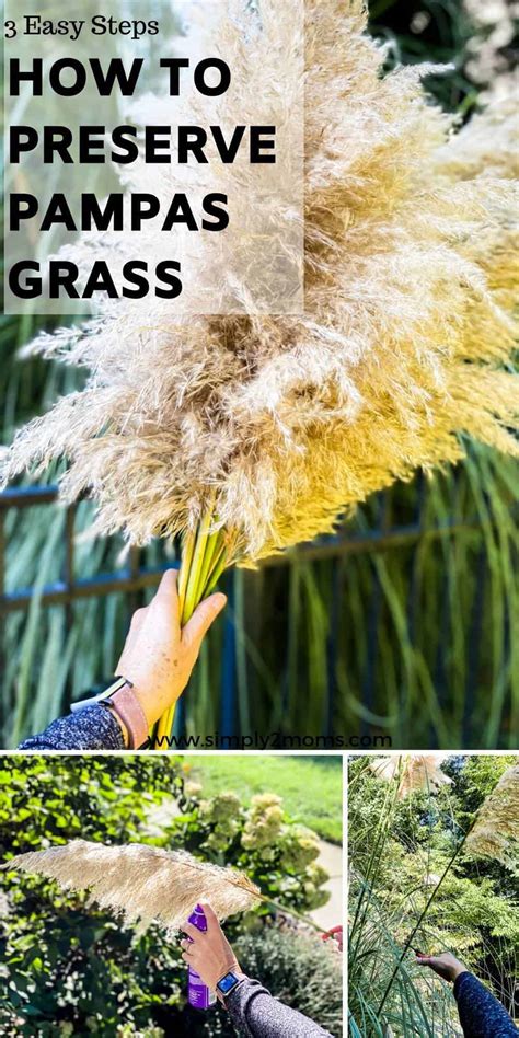 How To Dry Pampas Grass In 3 Easy Steps Simply2moms