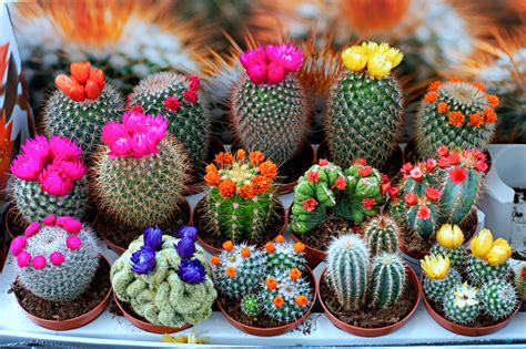 Different Types Of Cacti Jigsaw Puzzle In Flowers Puzzles On