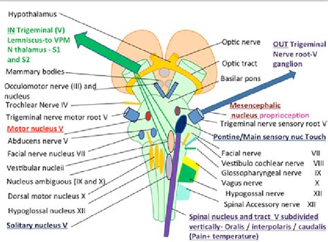 Nuclei Of Trigeminal Nerve