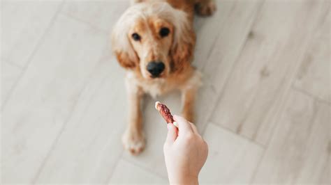 Addestramento A Premi Consigli Per Educare Il Tuo Cane Utilizzando