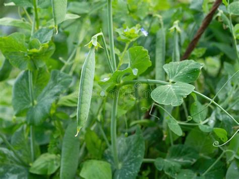 Vainas Maduras De Guisantes Verdes Cultivadas En Granjas Arbusto Con