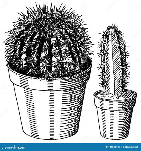 Set Of Hand Drawn Cactus Stock Illustration Illustration Of Home