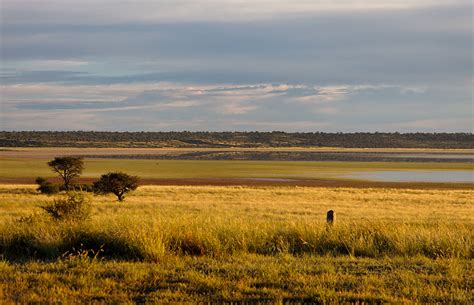 Kgalagadi Transfrontier Park – Travel guide, Map & More!