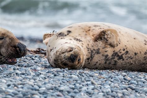 Robbe Kegelrobbe Helgoland Kostenloses Foto Auf Pixabay Pixabay