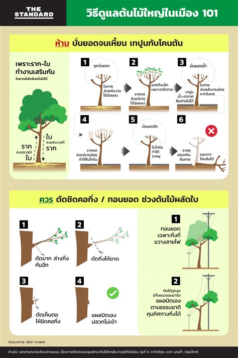 วิธีดูแลต้นไม้ใหญ่ในเมือง 101