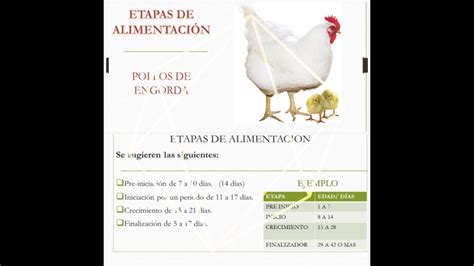 Etapas De Alimentacion Pollos De Engorda Youtube