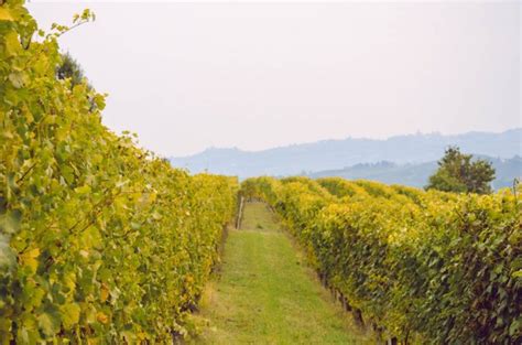 A Guide To The Best Wines Of Northern Italy DrinkStack