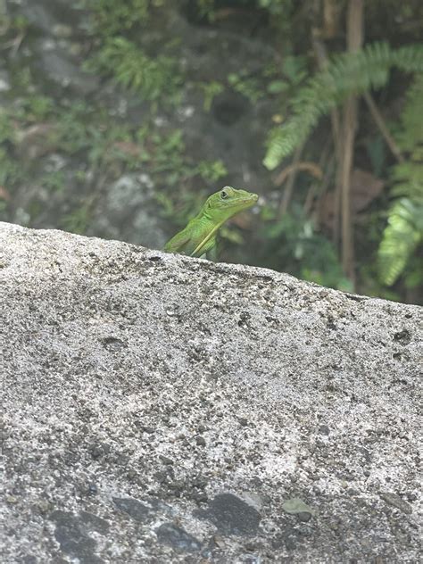 Handsome Little Emerald Enole In Yuque National Forest Rlizards