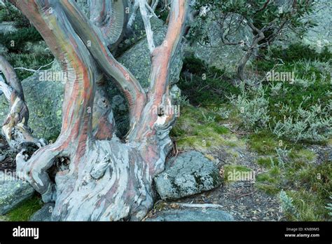 Snow Gum Trees Eucalyptus Pauciflora At Charlotte Pass In Kosciuszko