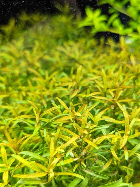 Tculture Rotala Red Cross — East Ocean Aquatic