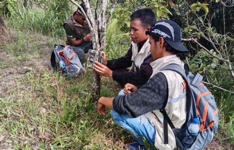 Jauhkan Harimau Dari Pemukiman Warga Ini Dilakukan Bksda Sumbar Ada