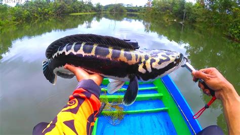 Mancing Toman Casting Toman Strike Induk Toman YouTube