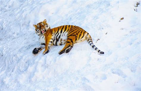 Siberian tiger on snow stock image. Image of teeth, expression - 157068583