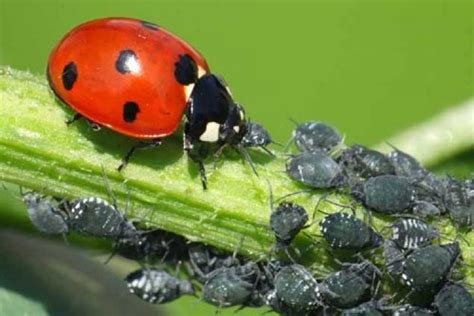 Les stratégies de lutte biologique gagnent du terrain dans la région