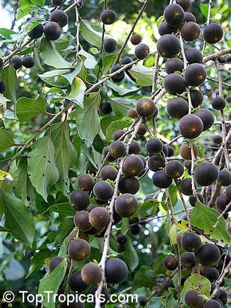 X Fresh Ketembilla Ceylon Gooseberry Seeds Dovyalis Hebecarpa