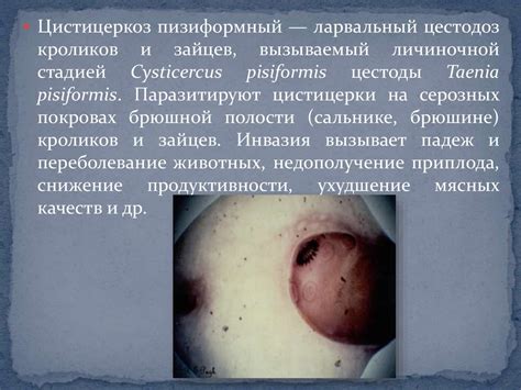Цистицеркозы животных - презентация онлайн