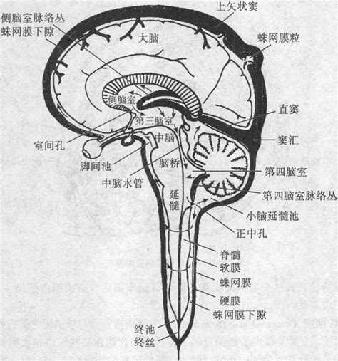 五脑脊液及其循环 人体解剖学与组织胚胎学 医学